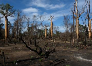 生物燃料的生产可以间接地引起额外的森林砍伐和陆地转换。